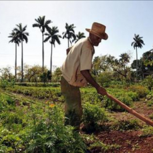 República Dominicana celebra este viernes el Día del Agricultor