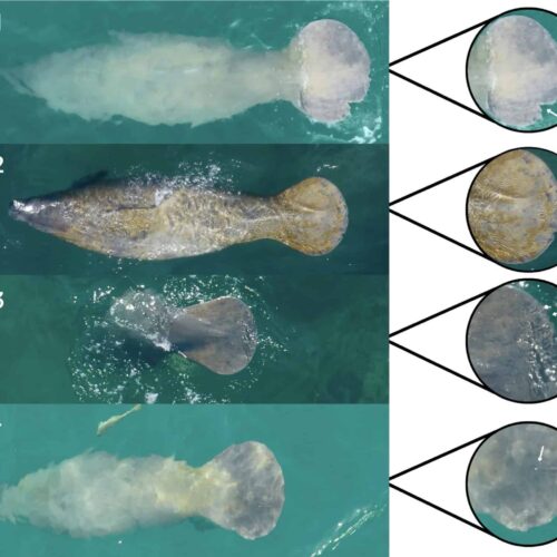 Científicos dominicanos emplean drones para elaborar el primer catálogo de identificación de manatíes