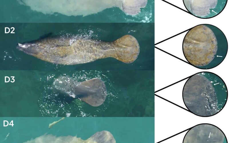 Científicos dominicanos emplean drones para elaborar el primer catálogo de identificación de manatíes