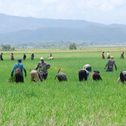 Gobierno busca proteger la producción de arroz en negociaciones comerciales con Estados Unidos